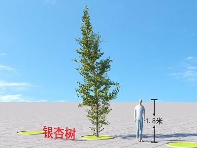 Ginkgo Tree Plants model