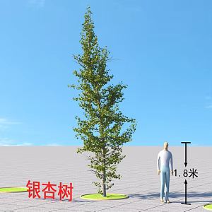 Ginkgo Tree Plants 3d model