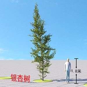 Ginkgo Tree Plants 3d model