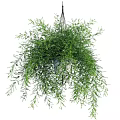 Hanging Basket Plants With Lush Green Trailing Foliage For Home Decor