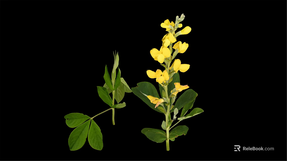Vibrant Plant Featuring Yellow Flowers Green Leaves And Stems Against Black Background 3d model 