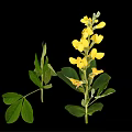 Vibrant Plant Featuring Yellow Flowers Green Leaves And Stems Against Black Background