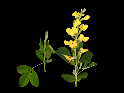 Vibrant Plant Featuring Yellow Flowers Green Leaves And Stems Against Black Background 3d model