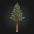 Pine Arbor With Green Needles And Brown Trunk Isolated On Black Background