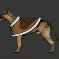 German Shepherd Dog Standing Wearing Brown Vest With White Trim On White Background