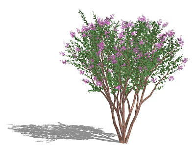 Ornamental Arbor with Lush Green Leaves Vibrant Purple Flowers and Multiple Branches 3d model