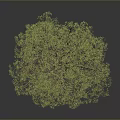 Green Leafy Tree with Brown Trunk and Lush Foliage on Gray Background