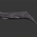 Gray Whale 3D Model with Sleek Surface Side View on Dark Background 3d model