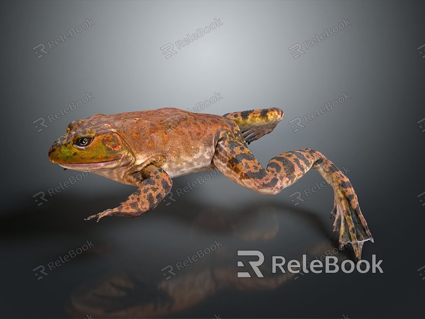 Frog Frog Frog Poison Frog Game Frog Reptile Cold Blooded Animal Reptile Reptile model