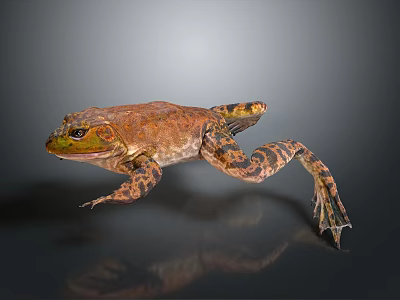 Brown Spotted Reptile Leaping Mid Air With Extended Limbs And Gray Background Reflection 3d model