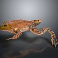 Frog Poison Frog Game Frog Reptile Cold Blooded Animal Reptile 3d model