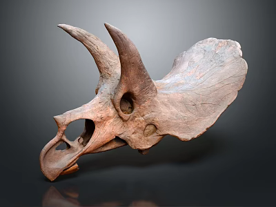 Medical Device For Dinosaur Skull Fossil Analysis And Research 3d model