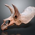 Modern Skeleton Triceratops Skeleton Triceratops Skull Triceratops Fossil Dinosaur Fossil 3d model