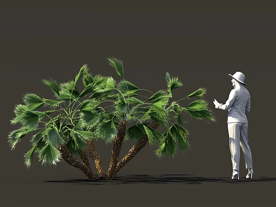 Person Standing Beside Large Shrub With Green Leaves And Brown Trunks 3d model