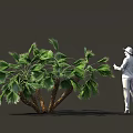 Person Standing Beside Large Shrub With Green Leaves And Brown Trunks