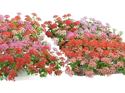 Colorful Flowering Bonsai Potted Plants With Red Pink Purple Blooms In Garden 3d model