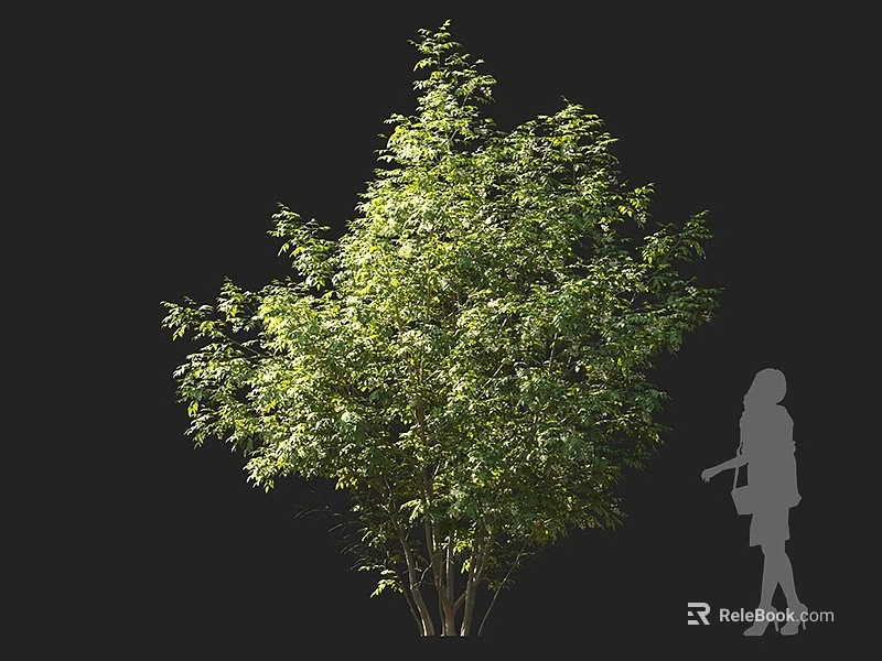 Lush Green Shrub with Dense Foliage Next to Human Silhouette Isolated on Black Background 3d model 
