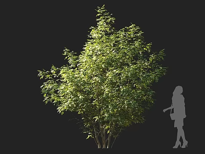 Lush Green Shrub with Dense Foliage Next to Human Silhouette Isolated on Black Background 3d model