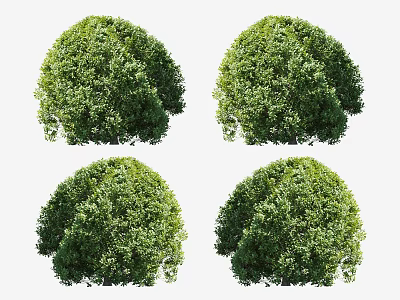 Modern Shrub Plants 3d model