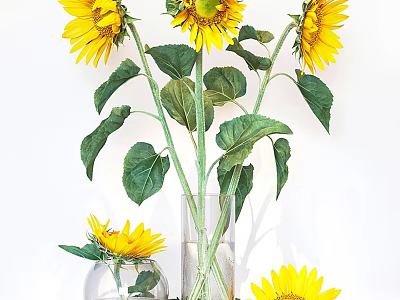 Elegant Decorative Sunflower Arrangement With Green Leaves In Transparent Vase 3d model