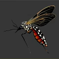 Mosquito With Black And White Markings Red Abdomen Yellow Black Veined Wings On Dark Background