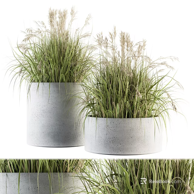 Bonsai Potted Plants In Modern Concrete Planters With Tall Green Grass 3d model 