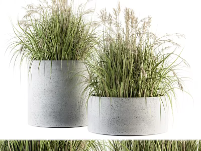 Bonsai Potted Plants In Modern Concrete Planters With Tall Green Grass 3d model