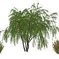 Ornamental Arbor Tree with Green Weeping Branches Red Flowers and Small Shrubs