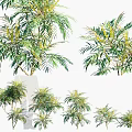 Various Types of Green Leafy Shrubs with Lush Foliage for Garden Decoration