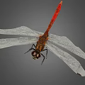 Close Up View Of Dragonfly With Transparent Wings Red Body And Gray Background