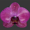 Beautiful Purple Orchid With White Spots And Blooming Petals On Dark Background