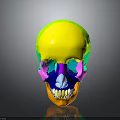 Detailed Colorful 3D Human Skull Organ Model With Hair Structure And Anatomical Features