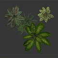 Various Indoor Houseplants With Green Leaves In Modern Pots On Dark Surface