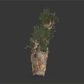 Decorative Indoor Plant With Forked Wooden Trunk Green Leaves And Purple Flowers