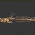 Golden Fish Skeleton Structure With Skull Spines And Dark Background Reflection