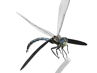 Blue Dragonfly With Transparent Wings And Black Edges Perched On Leaf 3d model