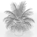 Lush Green Potted Palm Plant in Black Pot with Feathery Leaves for Indoor Decoration