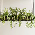 Lush Hanging Basket With Various Green Houseplants And Trailing Vines Indoor On White Wall