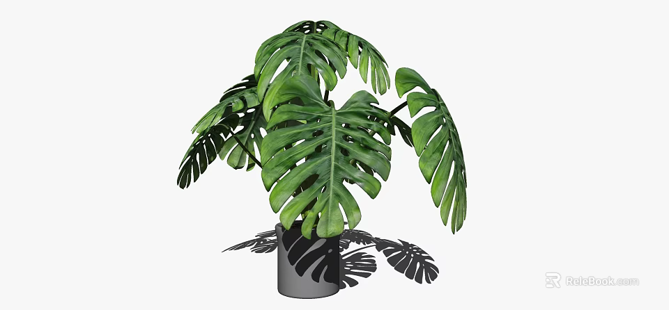Monstera Potted Plant with Large Green Leaves in Gray Ceramic Pot 3d model 