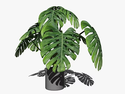 Monstera Potted Plant with Large Green Leaves in Gray Ceramic Pot 3d model