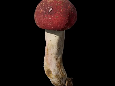 Healthy Fresh Red Cap White Stem Vegetable Mushroom Isolated On Black Background 3d model