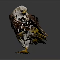 Detailed White Headed Eagle Standing With Brown Wings Yellow Tail Feathers And Claws