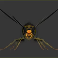 Vibrant Yellow and Black Wasp with Transparent Wings and Slender Legs on Dark Surface