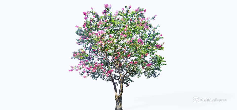 Beautiful Flowering Arbor With Pink Blossoms Lush Green Foliage And Slender Trunk 3d model 