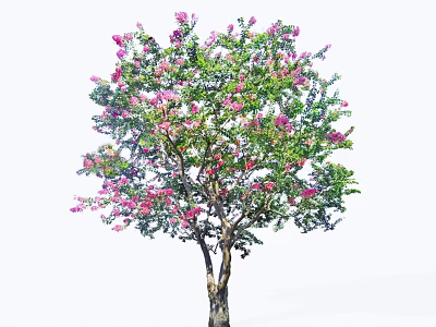 Beautiful Flowering Arbor With Pink Blossoms Lush Green Foliage And Slender Trunk 3d model