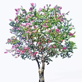Beautiful Flowering Arbor With Pink Blossoms Lush Green Foliage And Slender Trunk