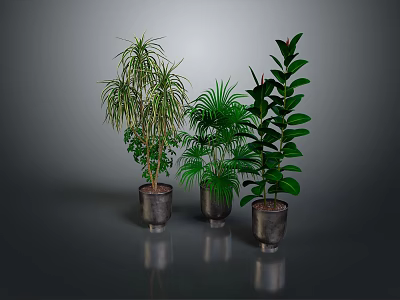 Lush Indoor Plants of Different Varieties in Metal Planters with Grey Background 3d model