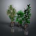 Lush Indoor Plants of Different Varieties in Metal Planters with Grey Background