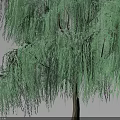 Weeping Shrub With Lush Green Foliage And Hanging Branches In Natural Setting