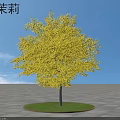 Wild Jasmine Shrub With Vibrant Yellow Leaves Against Clear Blue Sky On Circular Green Lawn